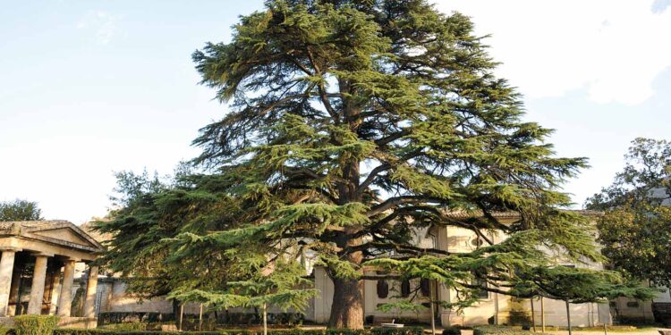 Best-seller de Ficção Histórica comparado ao Caçador de Pipas chega ao Brasil